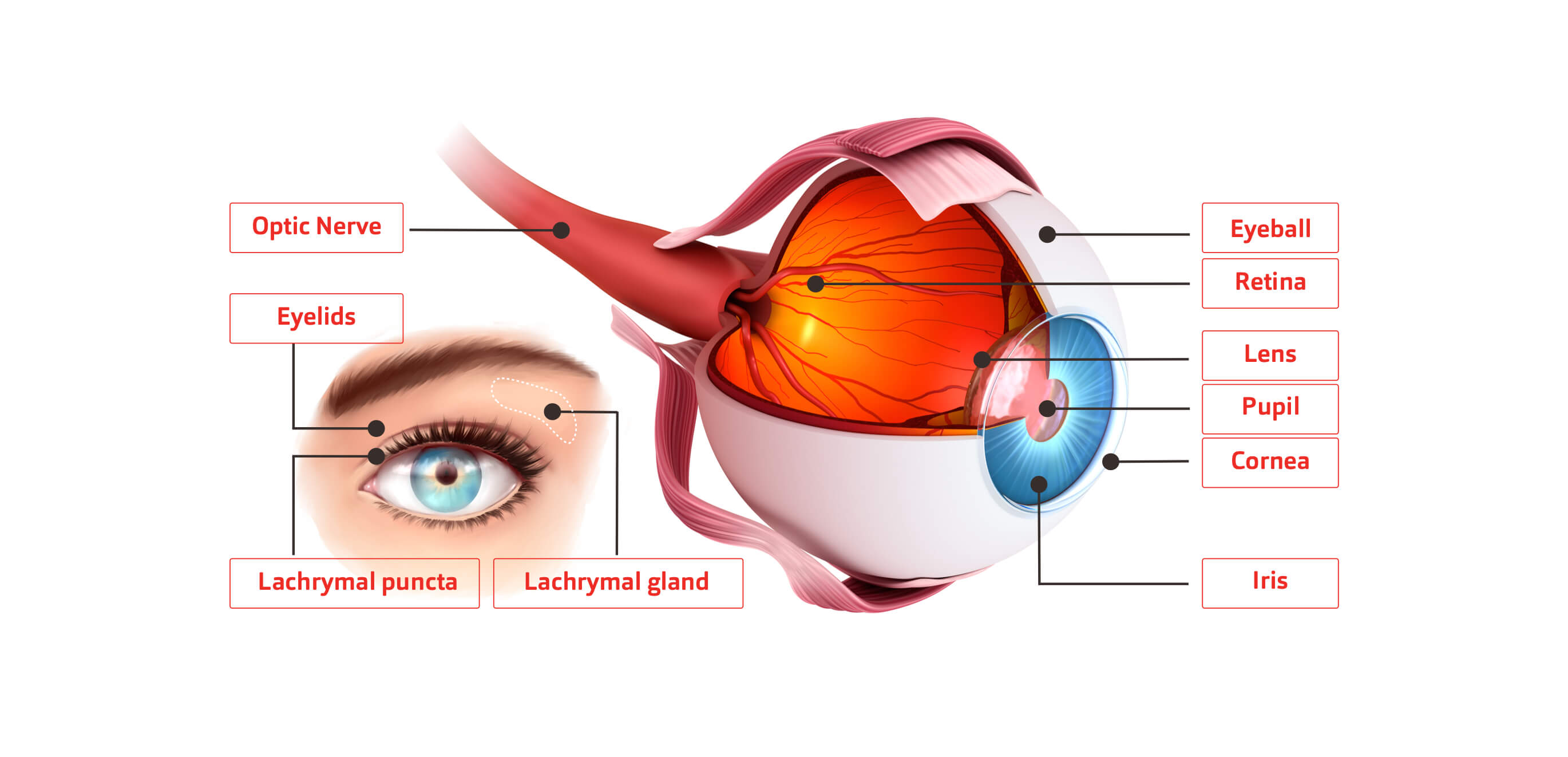 An illustrated cross-section diagram of a human eye.