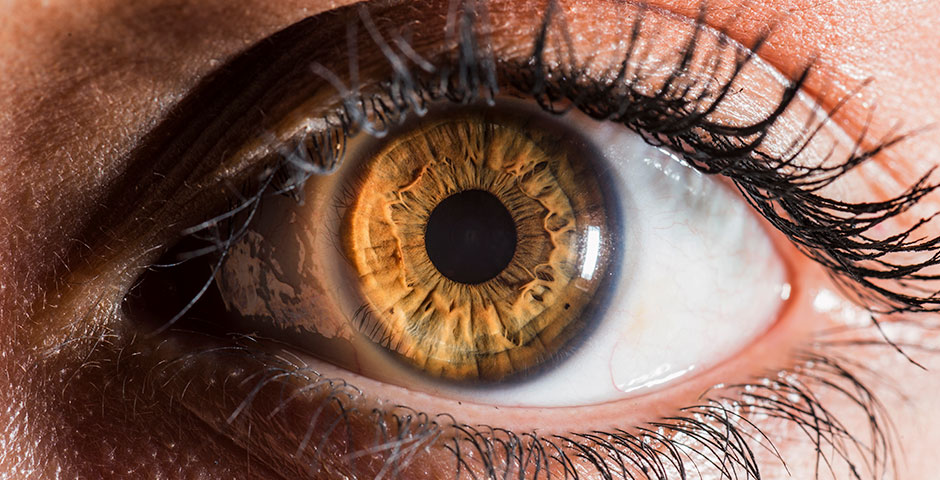 Las partes del ojo humano y sus funciones | +Vision