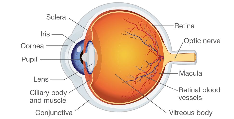Las partes del ojo humano y sus funciones | +Vision