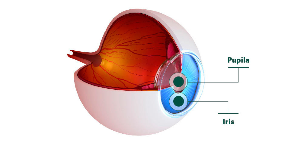¿Cómo funcionan tus ojos? | +Vision